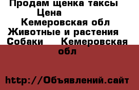 Продам щенка таксы › Цена ­ 2 000 - Кемеровская обл. Животные и растения » Собаки   . Кемеровская обл.